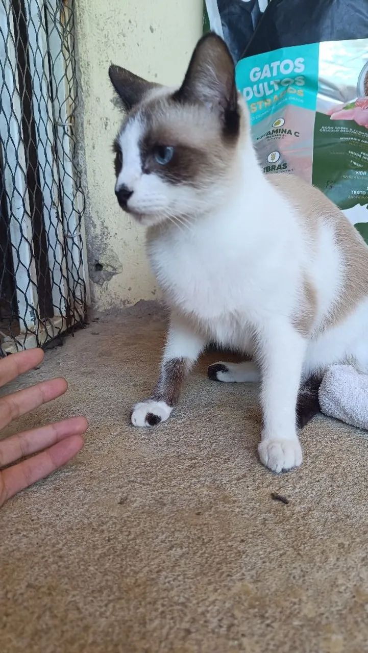 Gatinha 11 meses castrada disponível para adoção - Foto 2