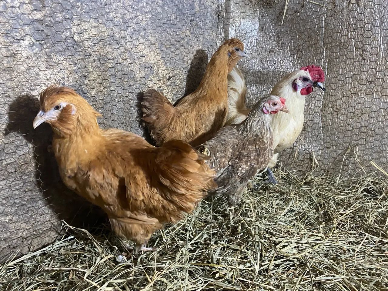 Galinha galo, 3 galinhas e 1 galo  - Foto 6