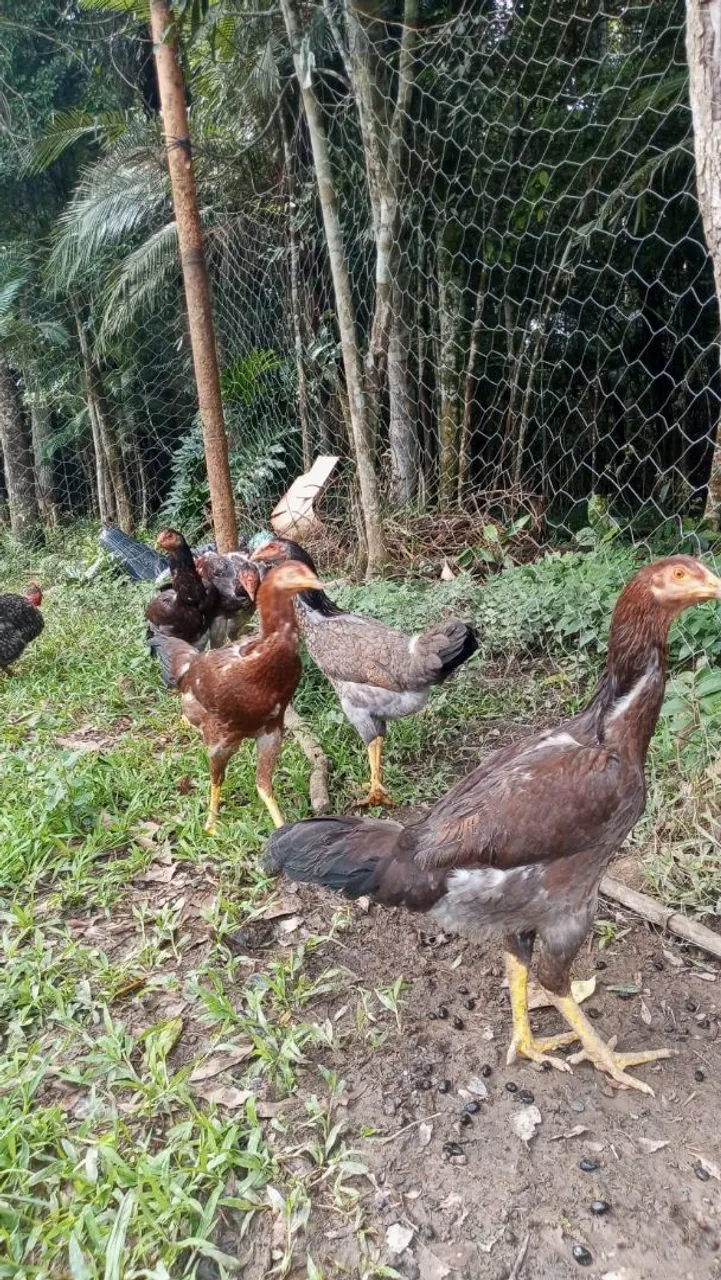 Galinhas Caipiras Jovens e Saudáveis