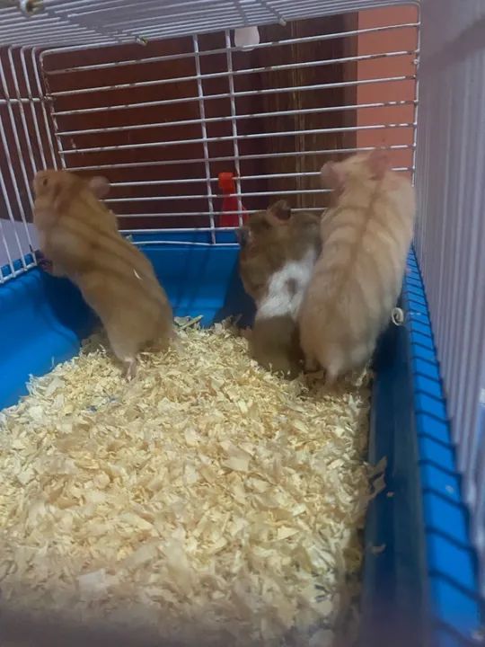 3 hamsters fofinhos para adoção