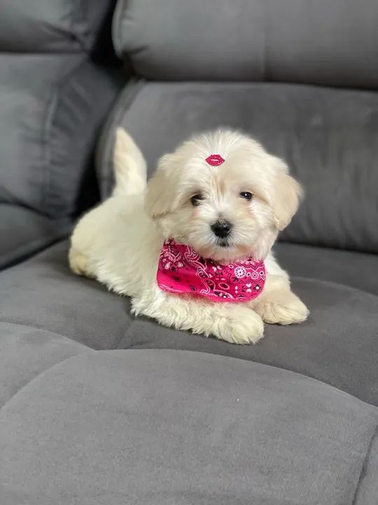 Filhote de Maltês FÊMEA  - Foto 3