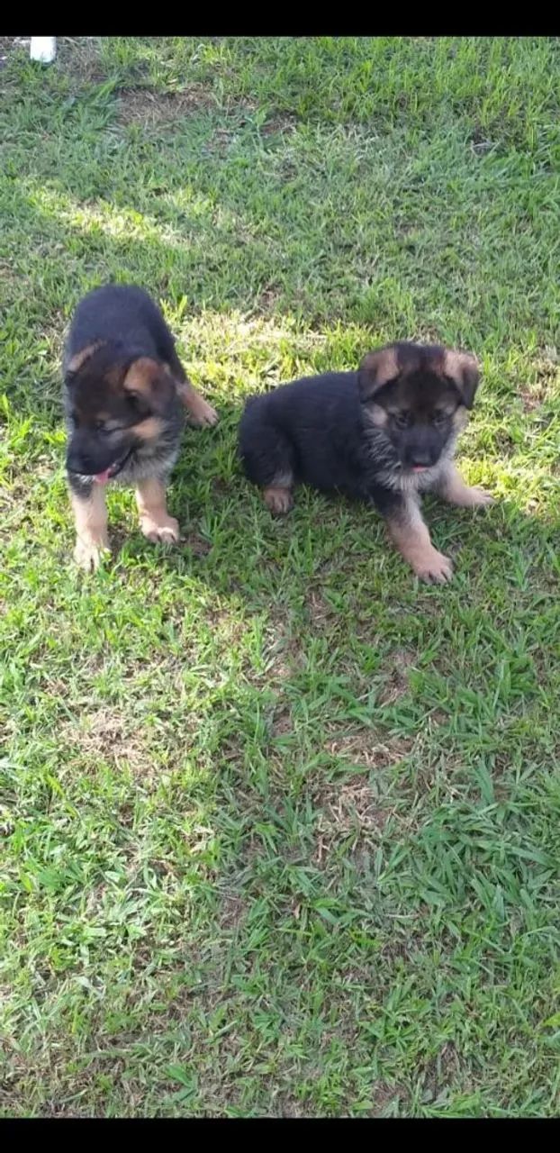 Pastor Alemão lindos