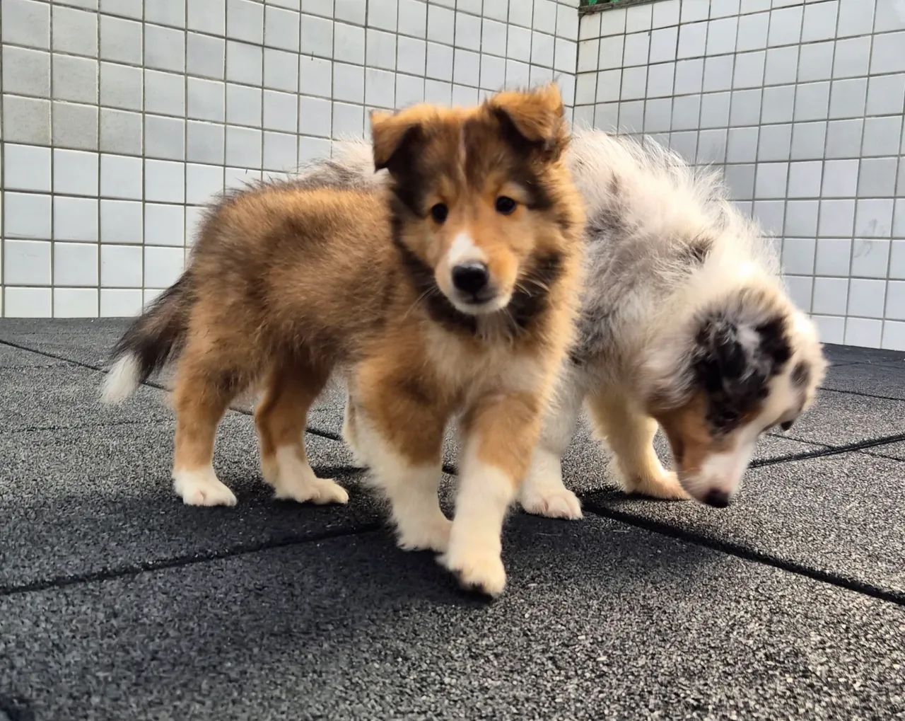 Filhote de Pastor de Shetland Cole - Foto 4