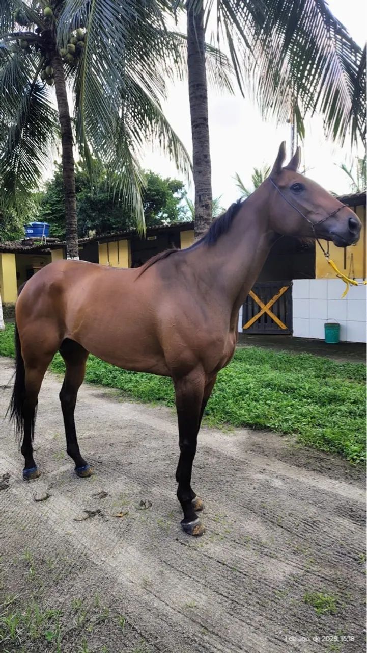 Égua puro sangue inglês  - Foto 6