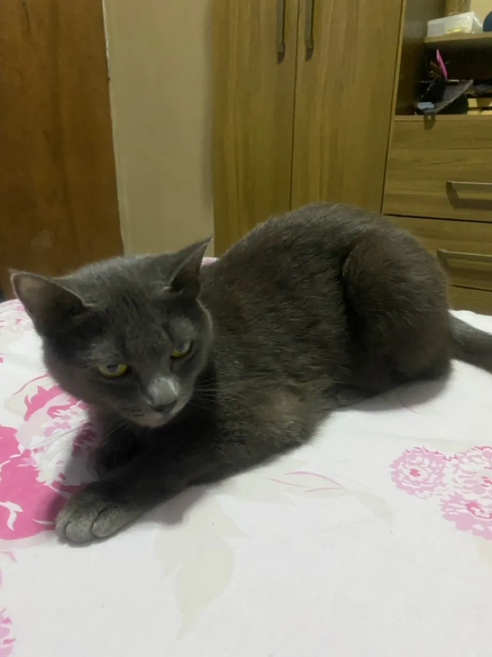 Gata para doação