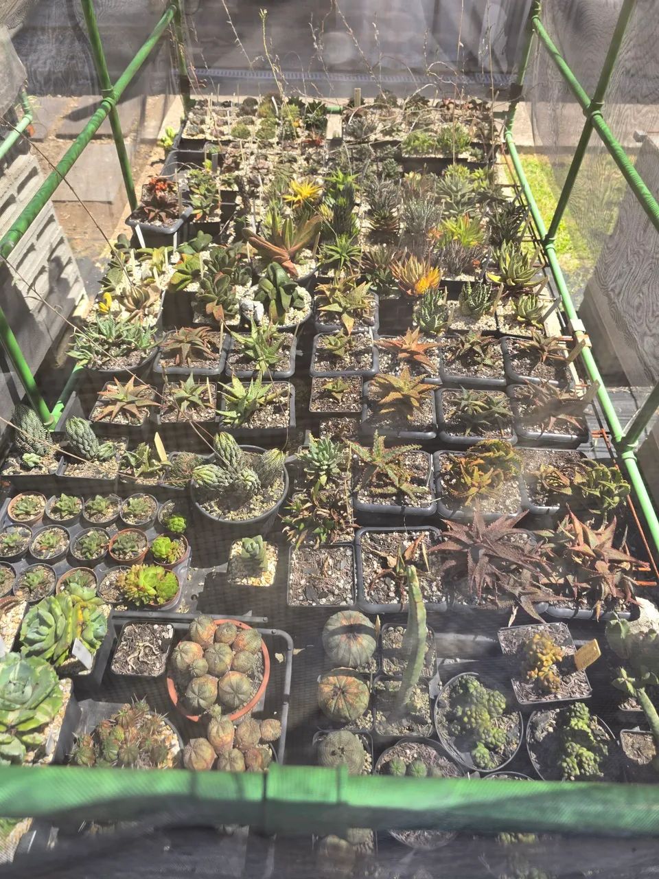 Cactos ornamentais raros - Foto 2