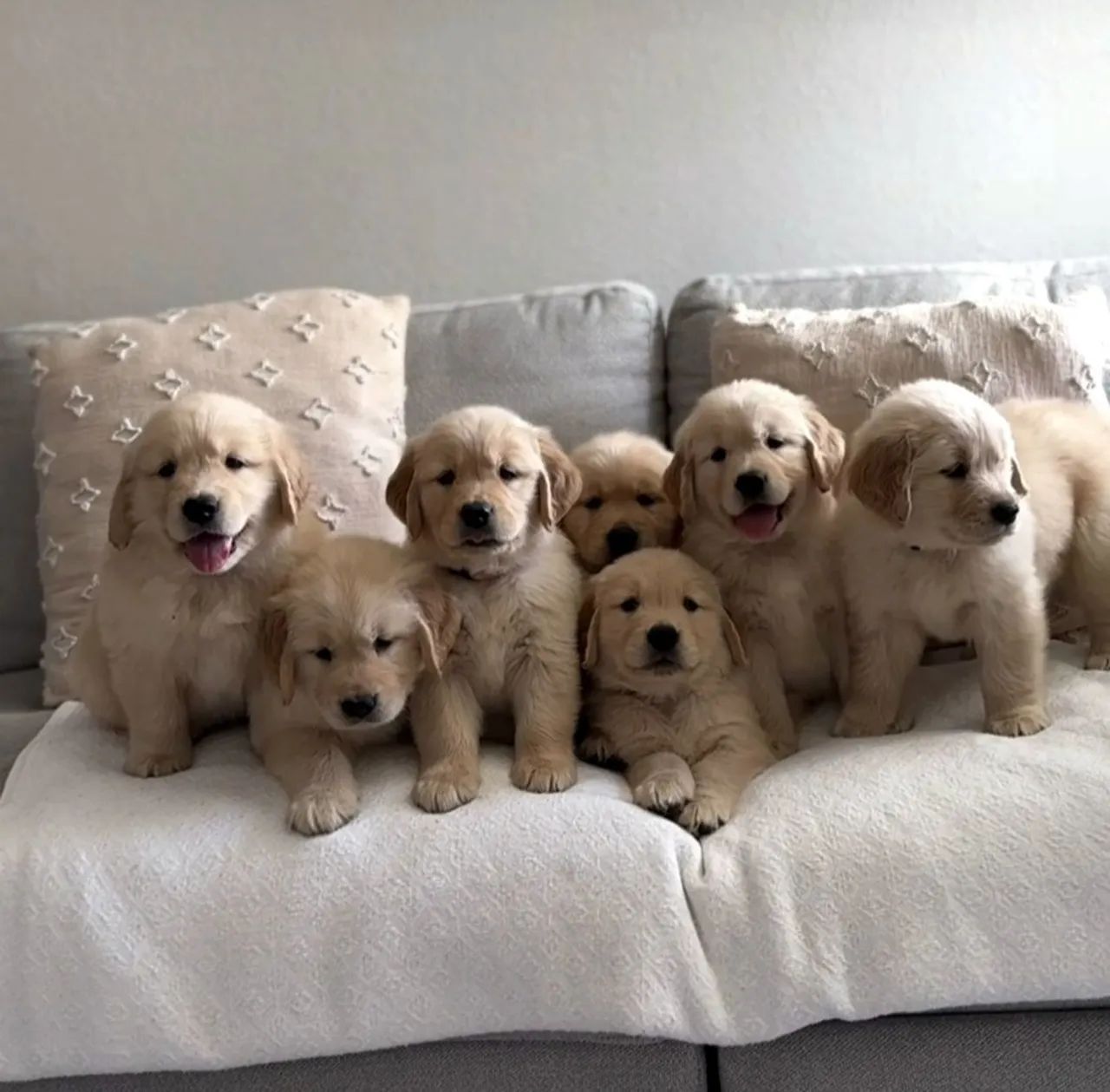 Vendo lindos filhotes de Golden Retriever puros com pedigree.  - Foto 2