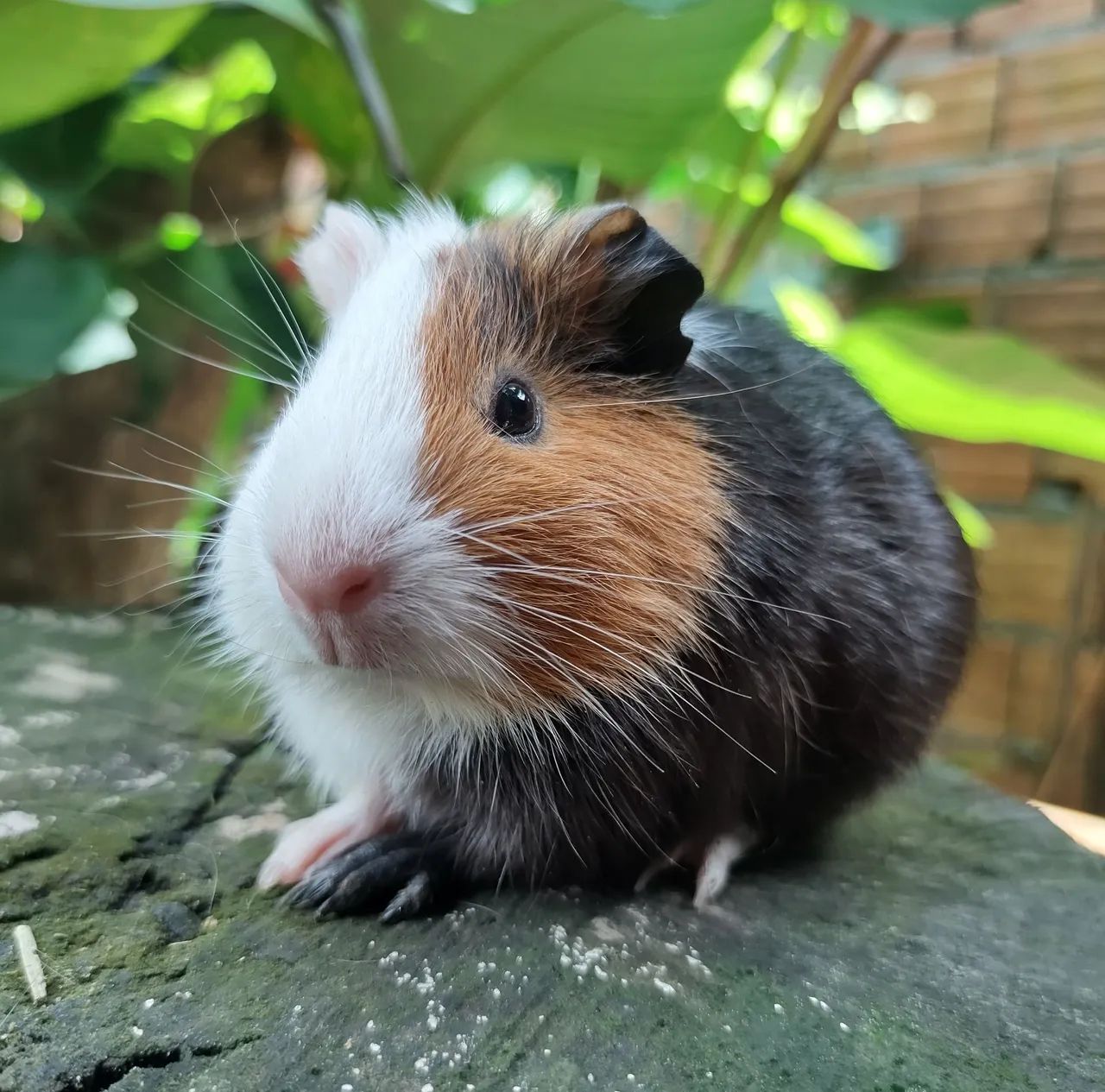 Porquinho da Índia Fêmea - 3 meses - Foto 5