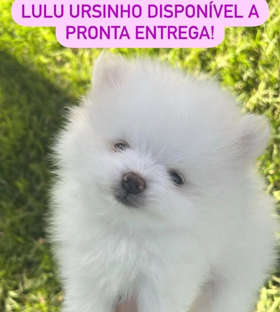 Lulu Ursinho Pomerânia a pronta entrega