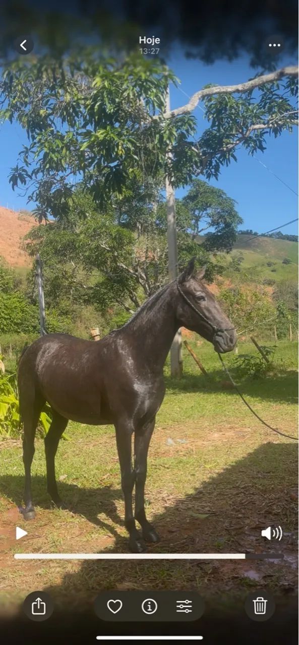 Potra  - Foto 3