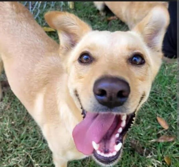 Vendo   urgente filhote  de pastor suíço com SRD R$800 para retirar hoje - Foto 5