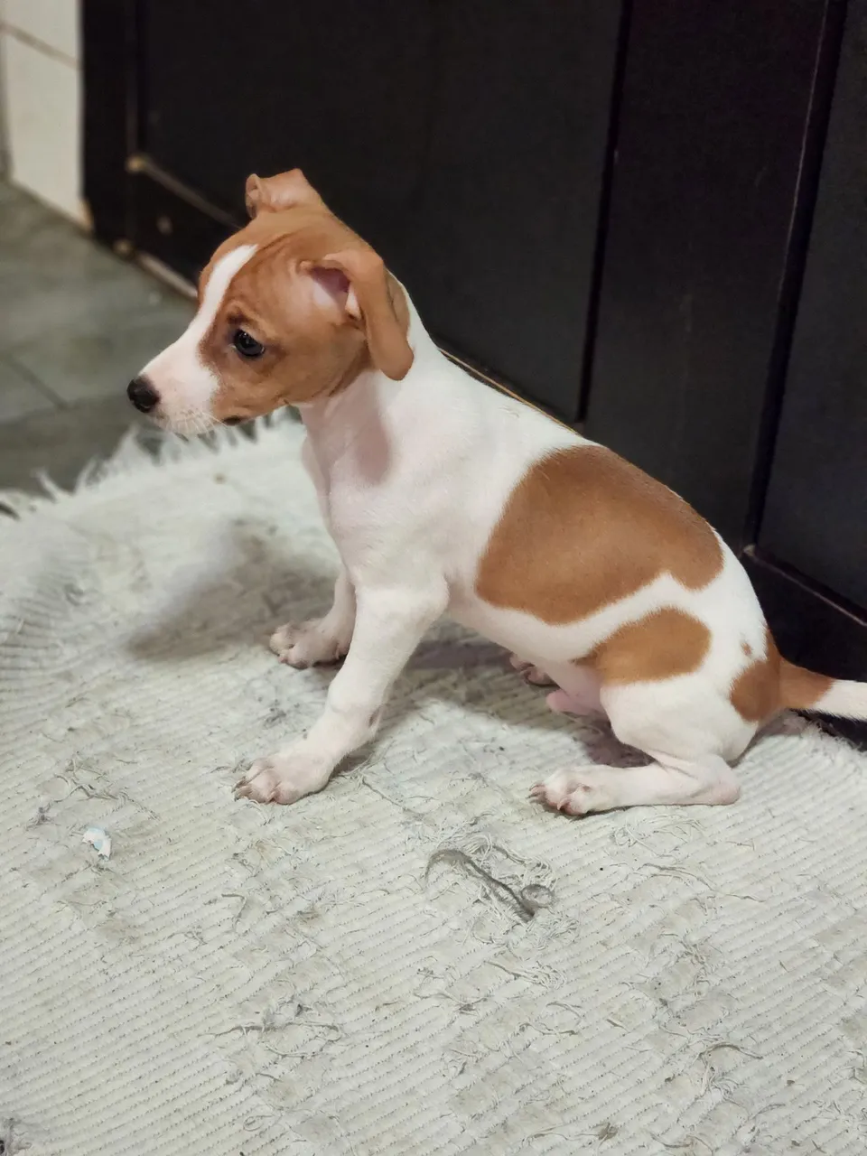 Filhote de pinscher, macho de cor rara