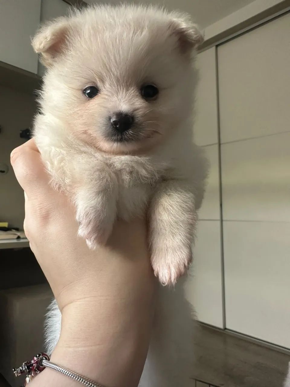 Filhotes de Spitz Alemão - Lulu pomerania - Foto 2