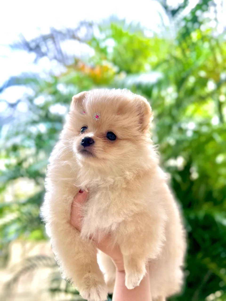 Menina Lulu da pomerania