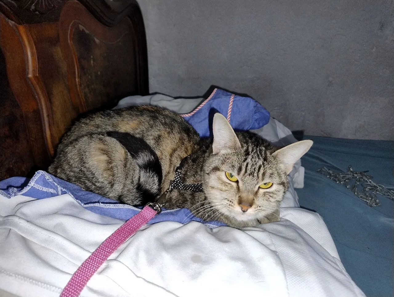 Gato Tigrado para Adoção