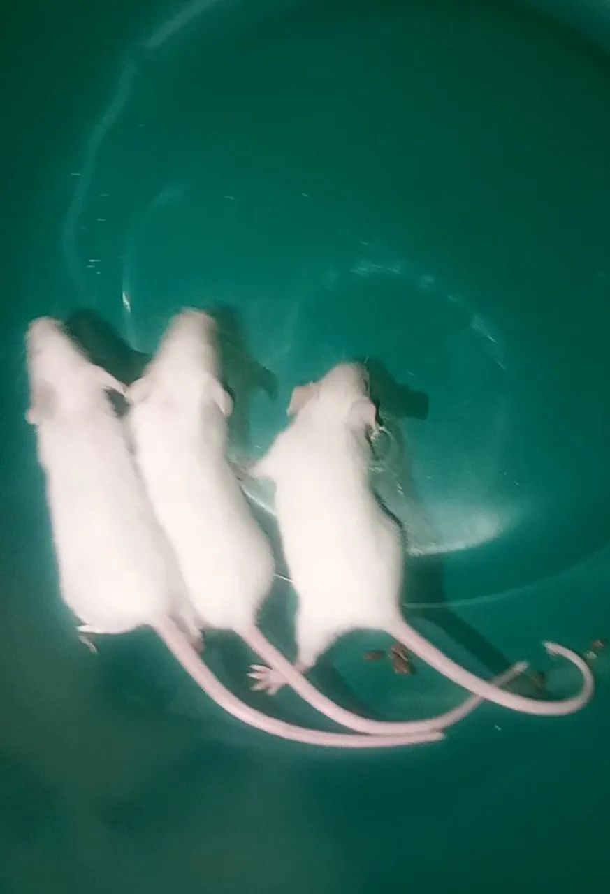 Hamster Camundongo 64650959768065124