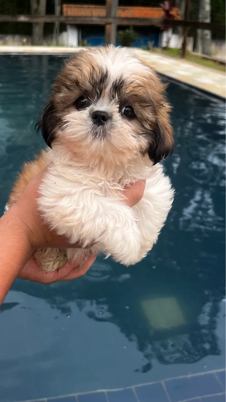 Shih Tzu filhote lindo e dócil
