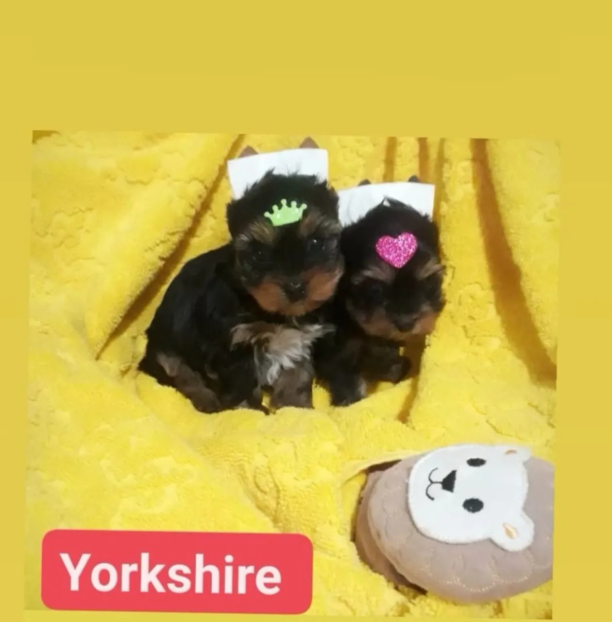 YORKSHIRE Mini terrir