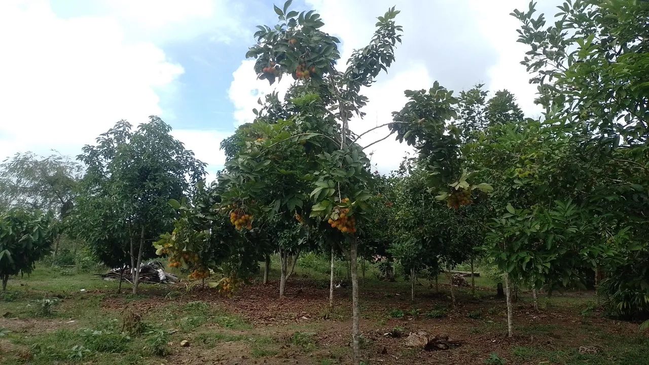 Vendo esse sítio - Foto 4