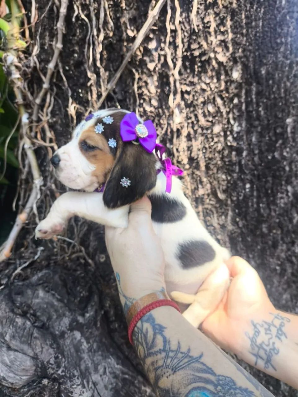 Beagle tricolor - Foto 3