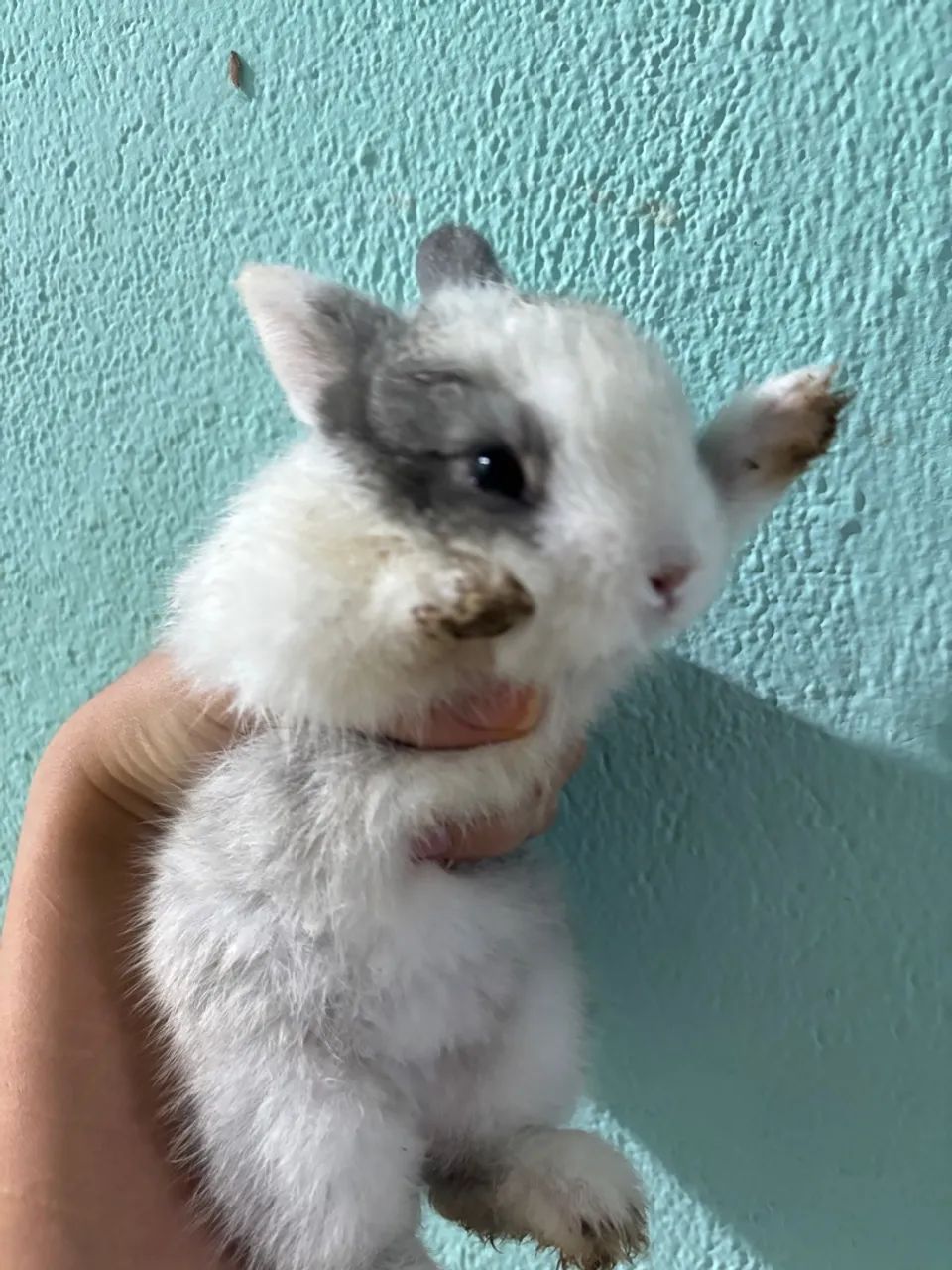 Coelhinhos filhotes fofos - Foto 4