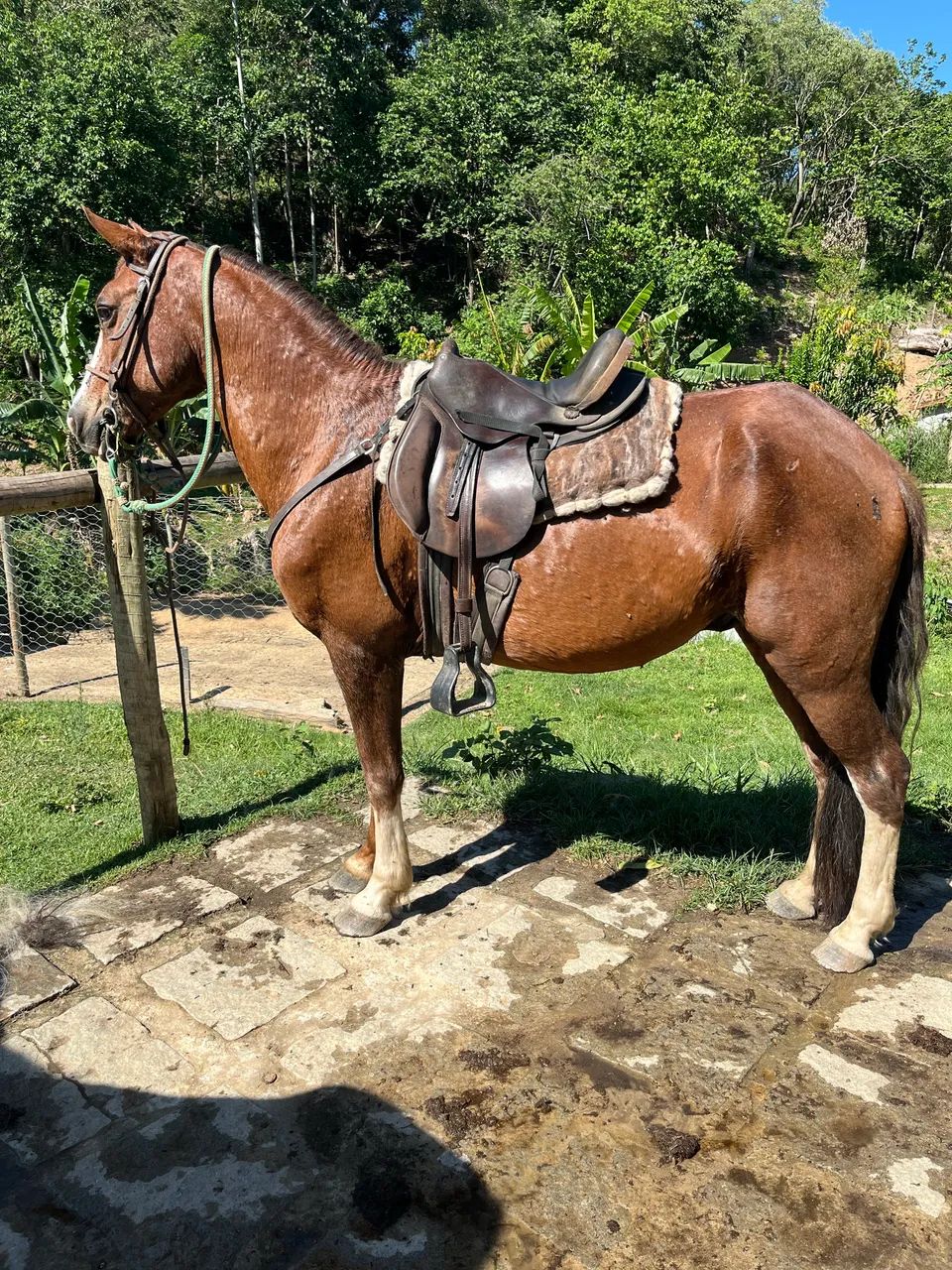 Cavalo marcha picada! - Foto 5