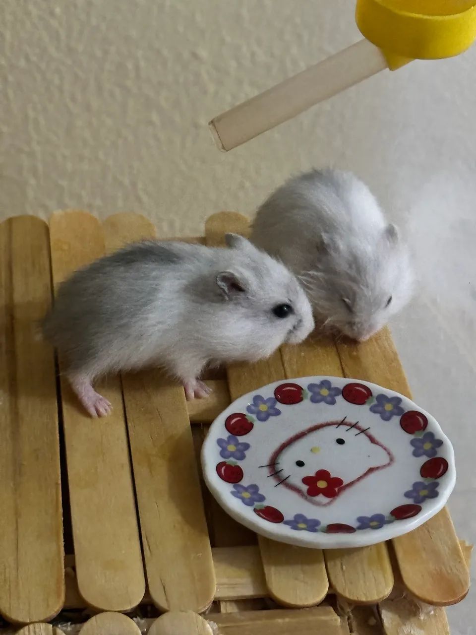 Filhotes de Hamster Anão russo para venda  - Foto 4