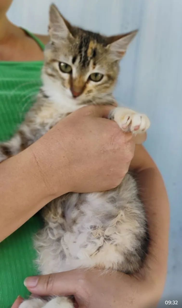 Adoção Raça Tabby Castradas - Foto 4