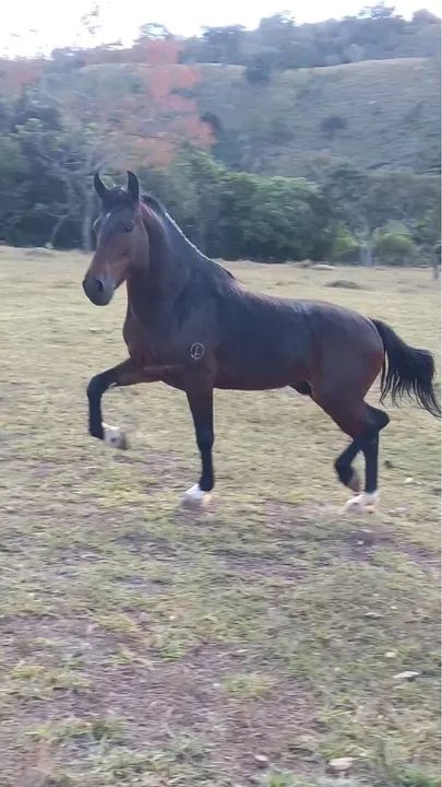 Venda de cobertura Mangalarga Marchador - Foto 3