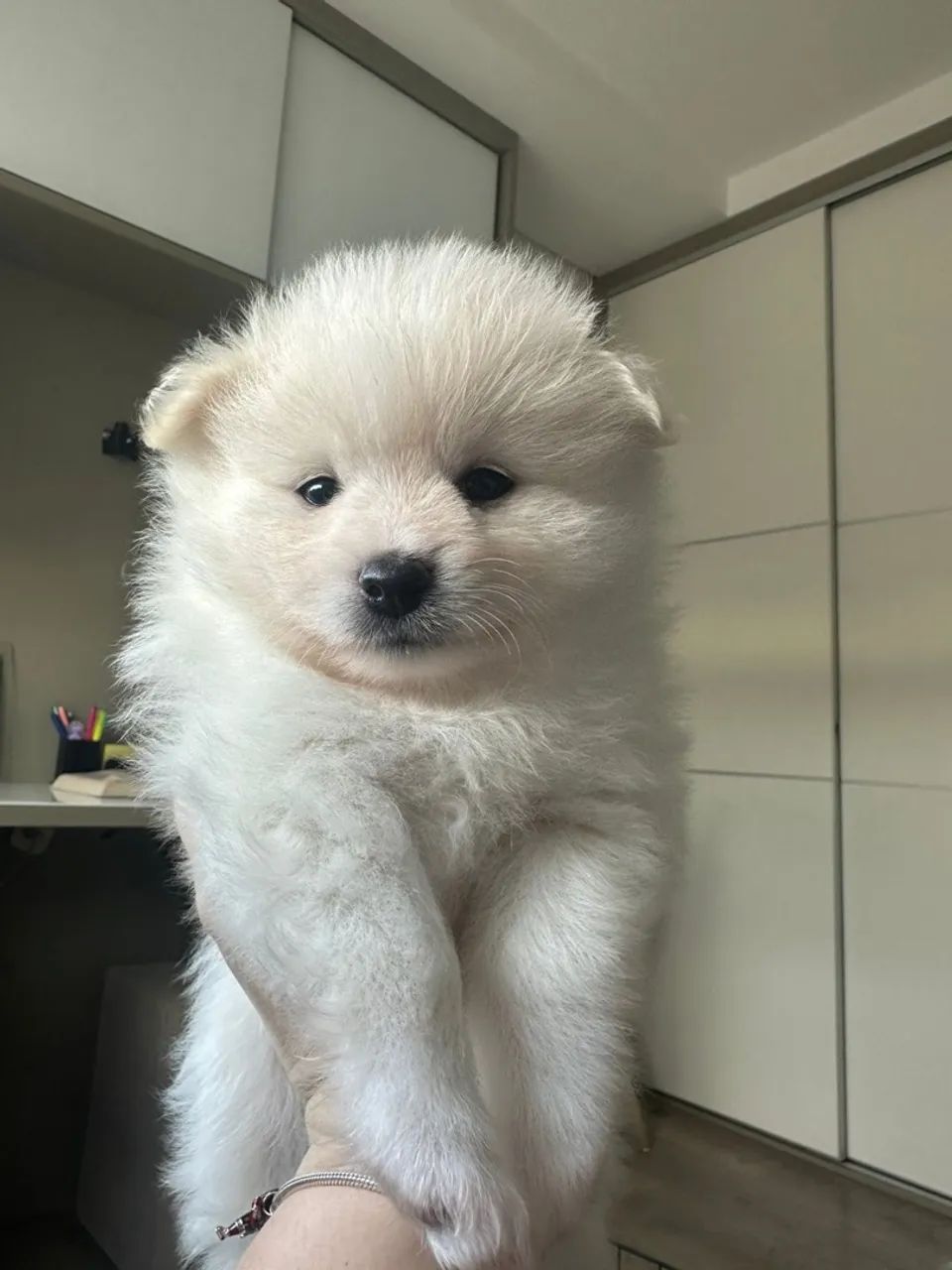 Filhotes de Spitz Alemão - Lulu pomerania - Foto 4