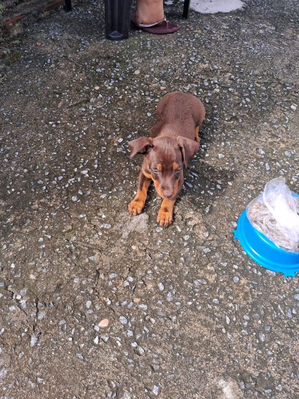 Filhote Pinscher disponível para adoção! ?