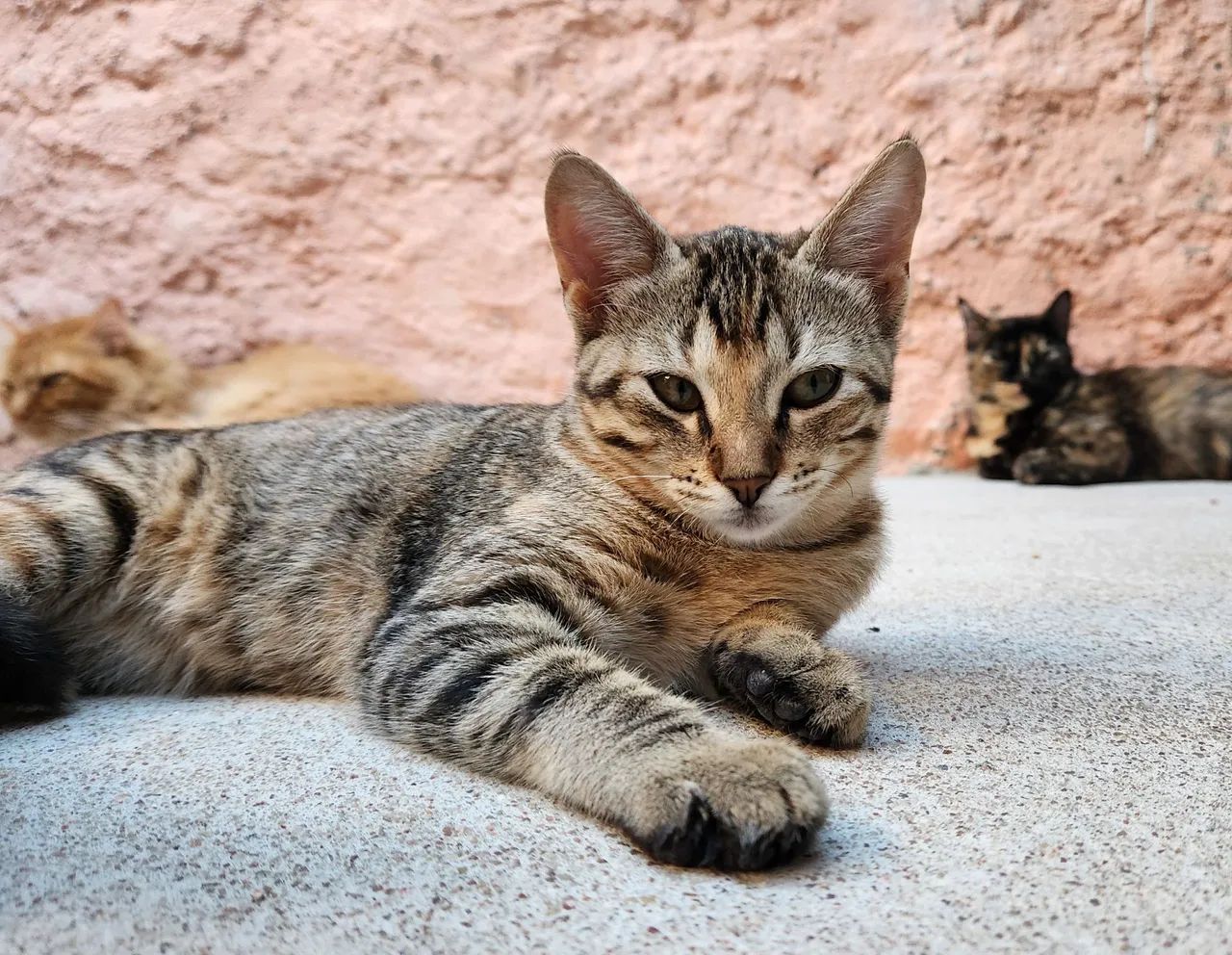 Gata filhote para adoção responsável 