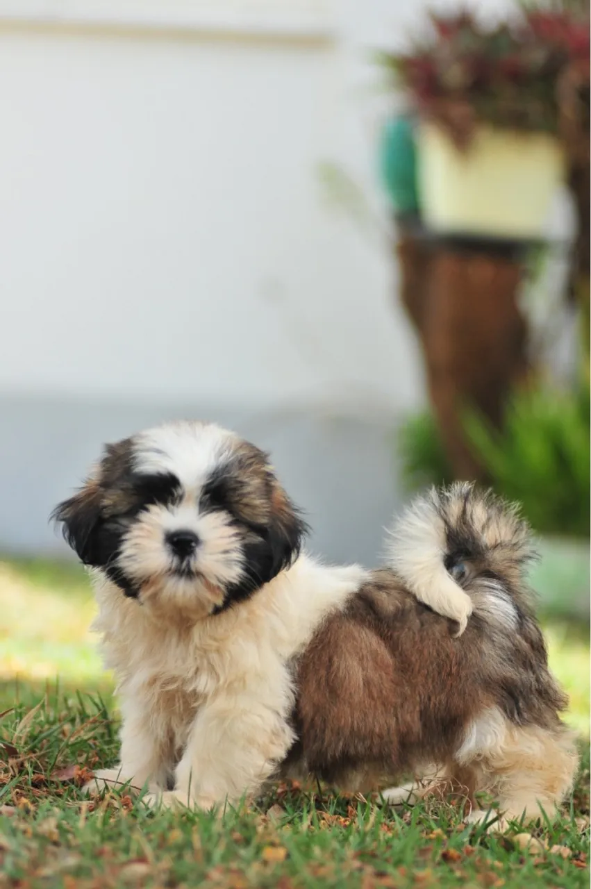 Filhote de Shih Tzu 