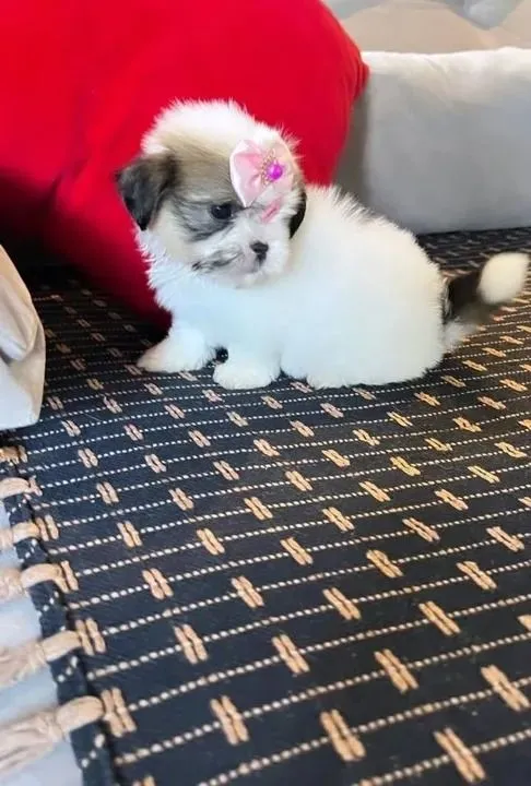 Shih Tzu o papai me leva junto