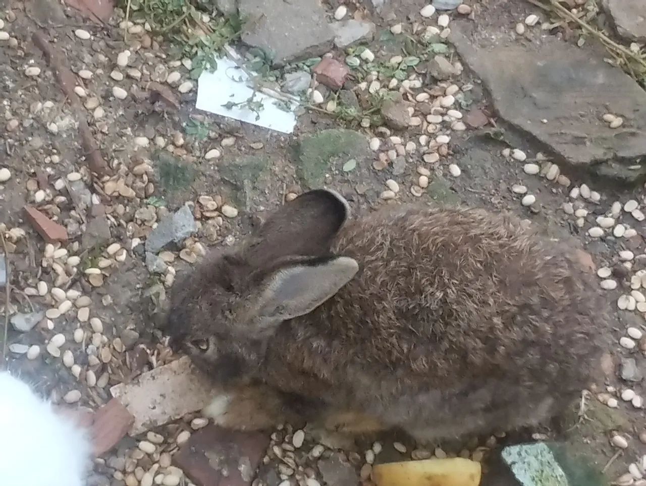 Três coelhos para venda  - Foto 6