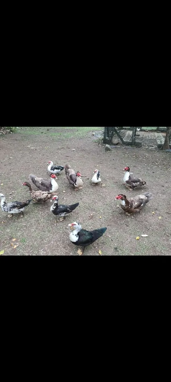 Patos