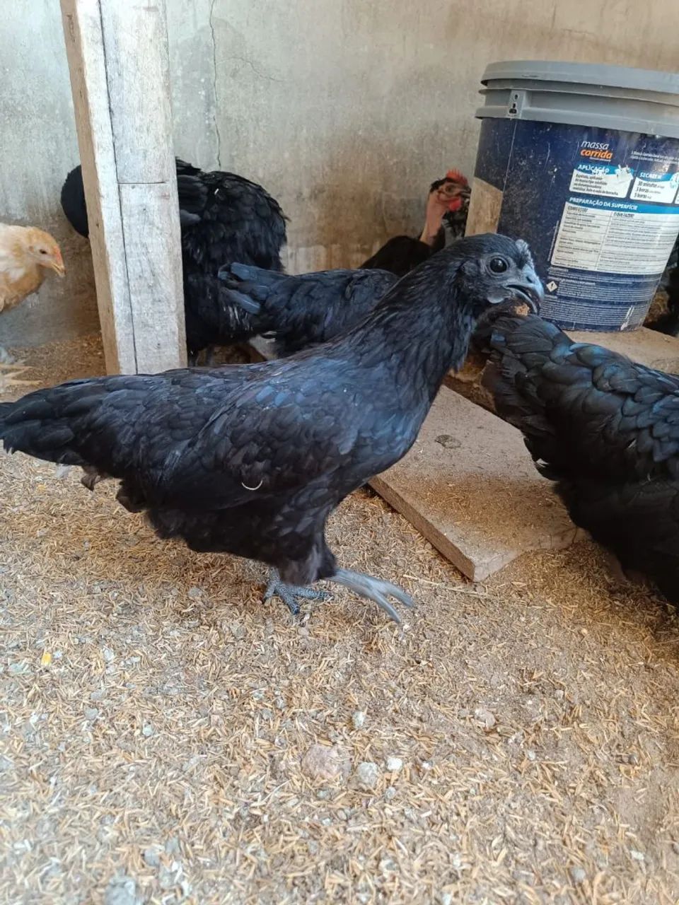 Franguinhas garnisé  - Foto 2