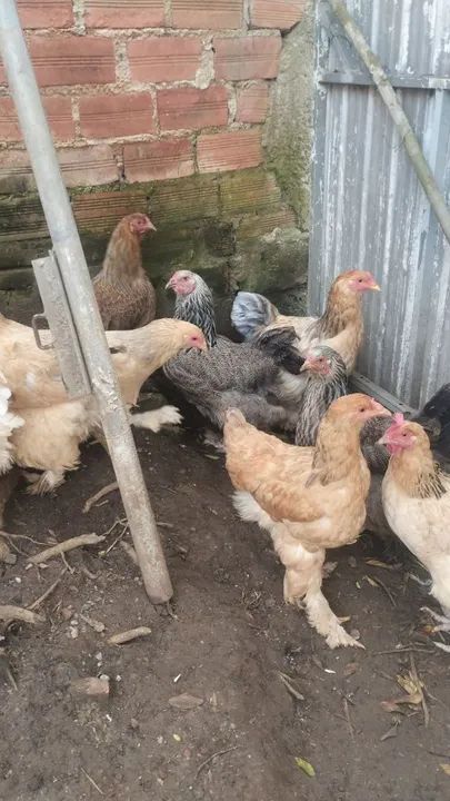 Lote de brahmas  - Foto 6