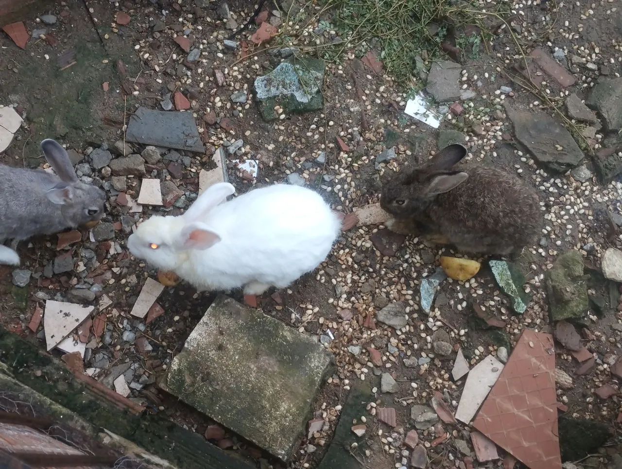 Três coelhos para venda  - Foto 2