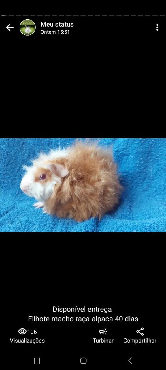 Porquinho da india raça alpaca - Foto 2