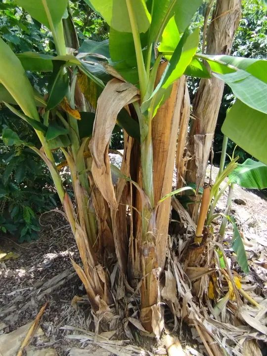 Mudas de banana da terra maranhao