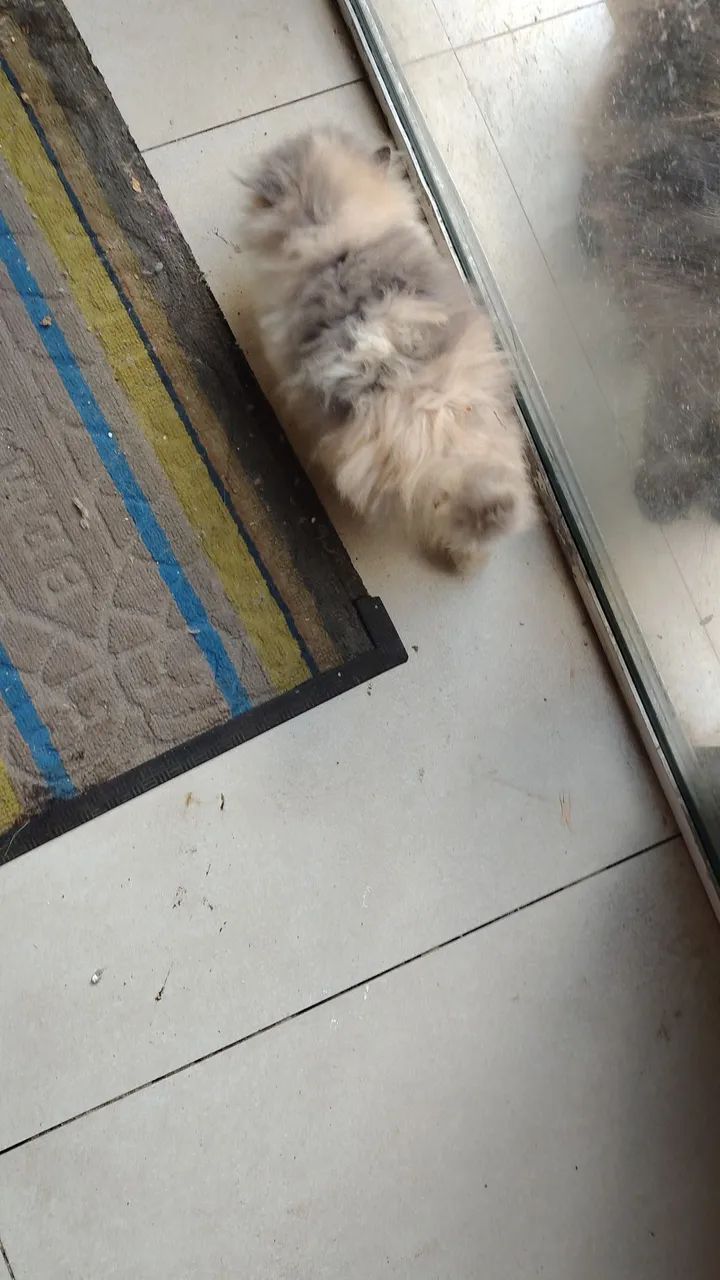 Gatinha Persa TRICOLOR fofissima  - Foto 3