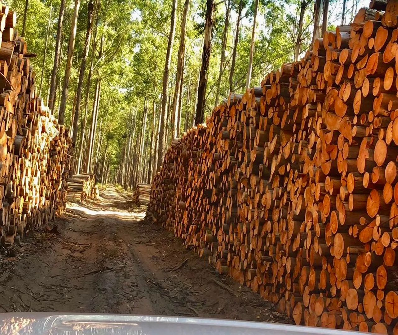 Cavaco de Eucalipto Premium - Foto 5