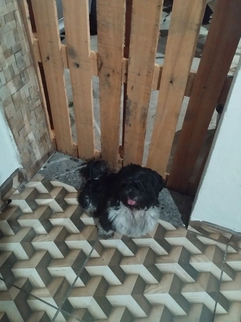 Procura-se dono de Shih Tzu perdido no bairro Coqueiros  - Foto 2