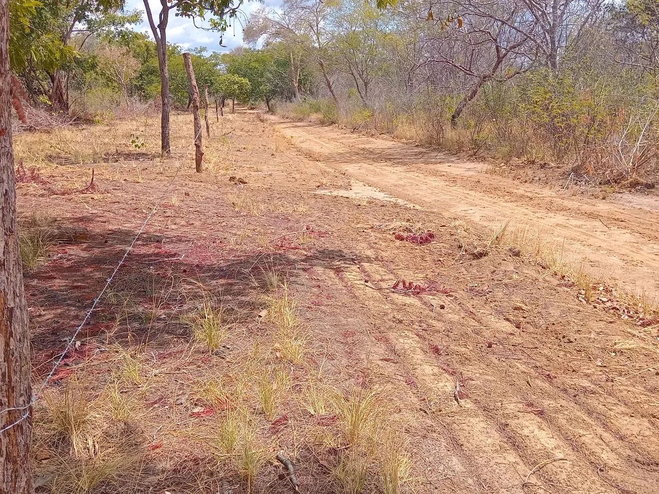 Fazenda  propriedade para soja gado e milho  - Foto 7