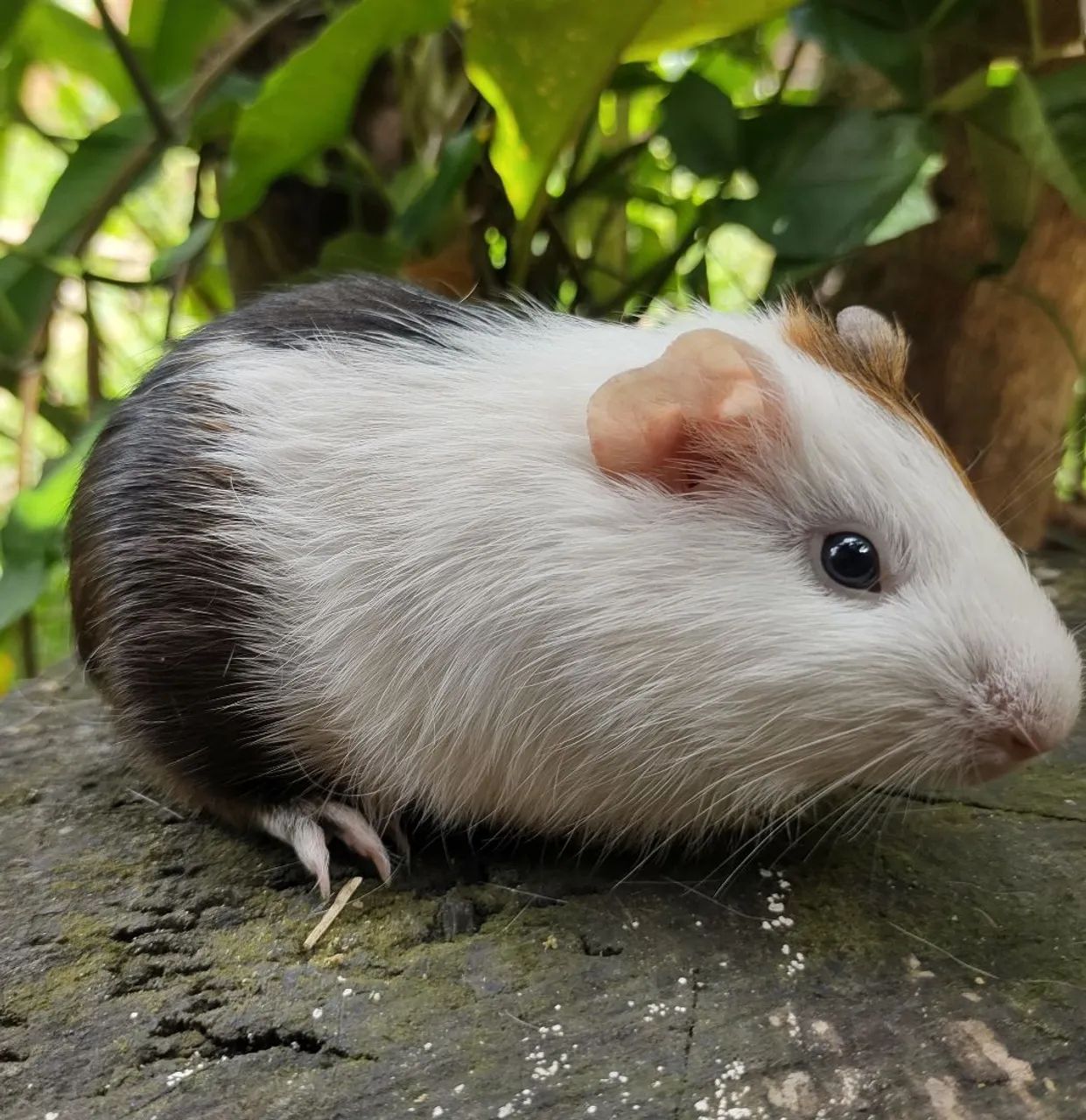Porquinho da Índia Fêmea - 3 meses - Foto 3