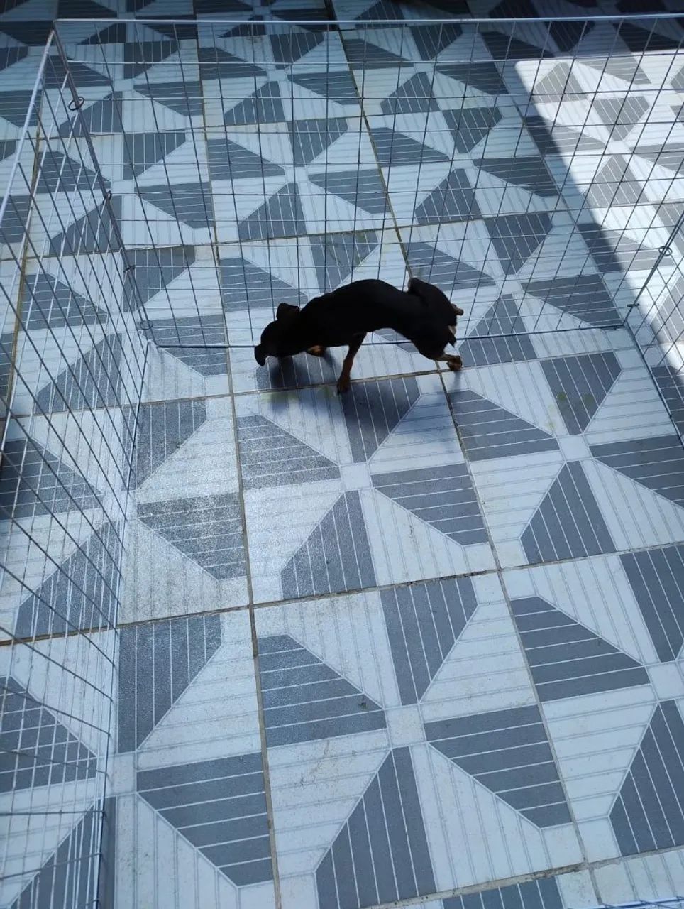 Cãezinhos adultos Macho e Fêmea da Raça Pinscher  - Foto 3