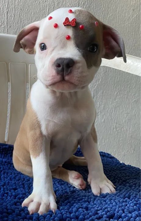 Filhotes de American Bully  - Foto 3