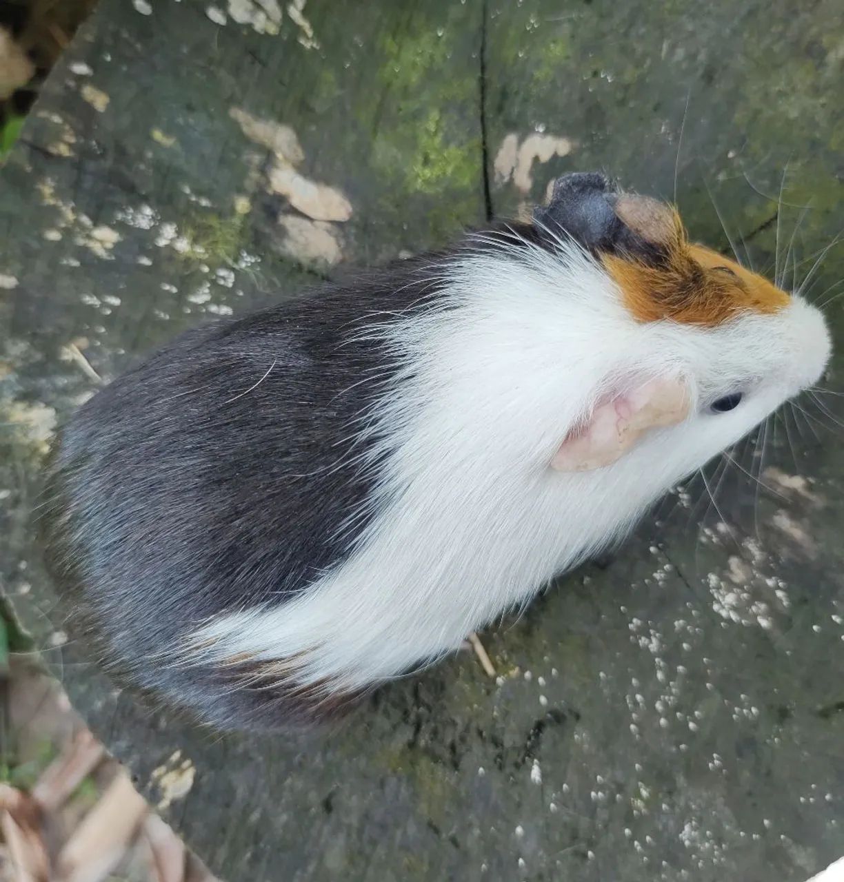 Porquinho da Índia Fêmea - 3 meses - Foto 4