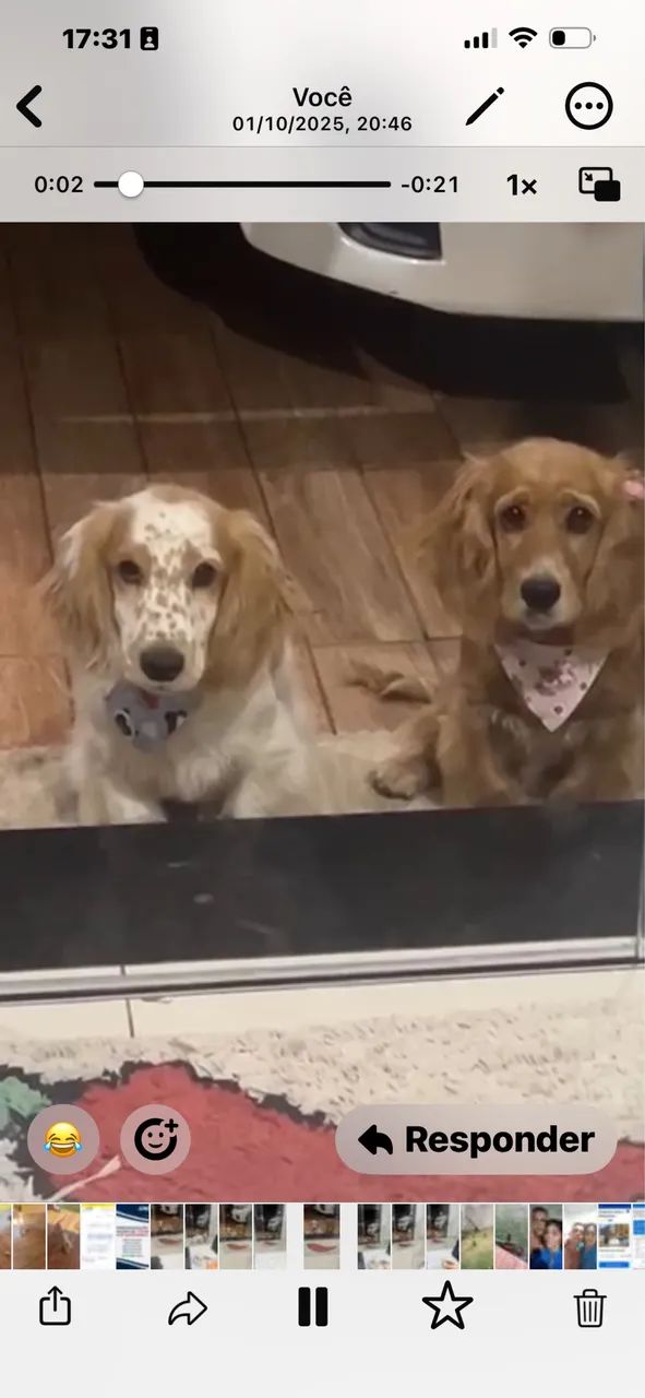 Coker spaniel  - Foto 4